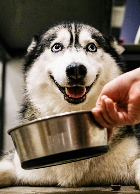 a dog is sitting on the floor and a person is feeding it