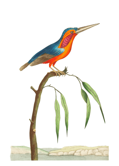 Vintage illustration of a kingfisher bird sitting on a branch.
