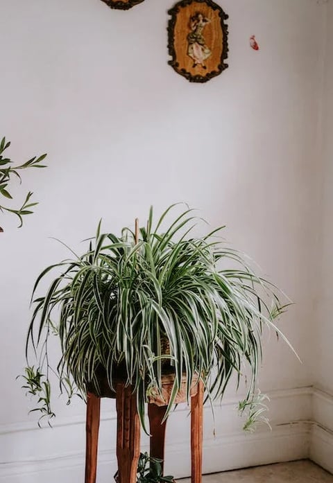 Spider Plant (Chlorophytum comosum)