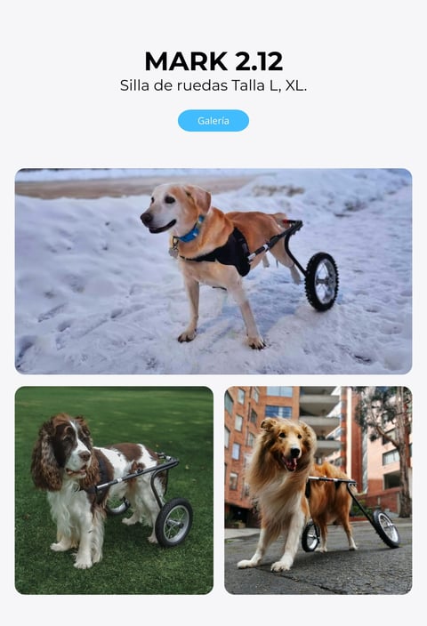 Perro con silla de ruedas ortopédica para perros, NUCLEUMPET Orthopedics en Bogotá Colombia.