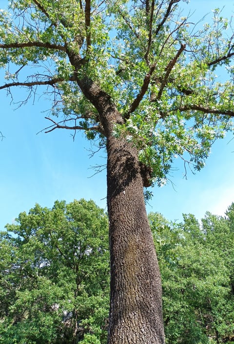 Our shady ash tree is sick