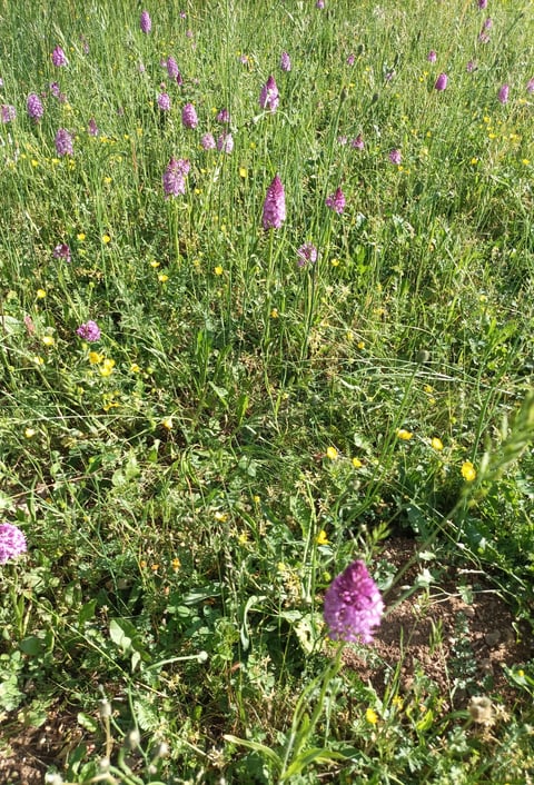 Pyramidal orchids in June