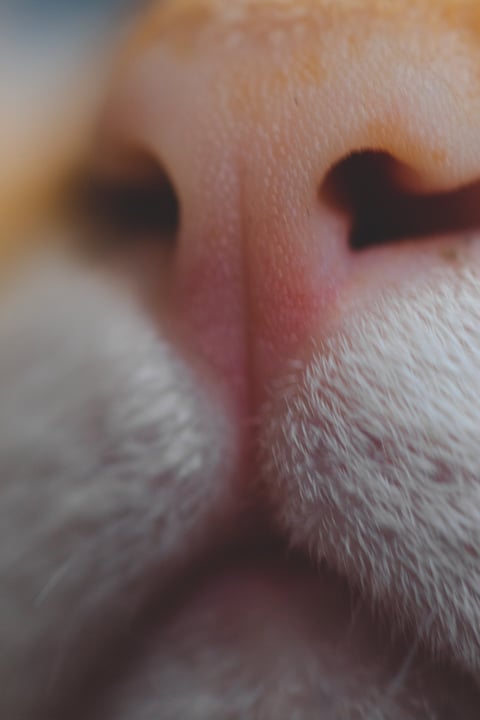 A cat's nose