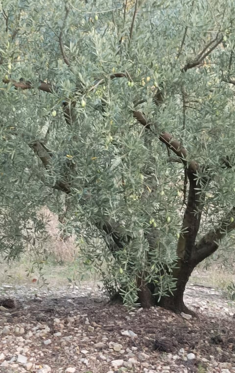 One of Roland's trees with a few remaining Lucques