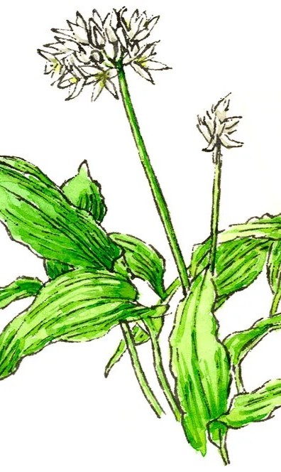 Wild Garlic