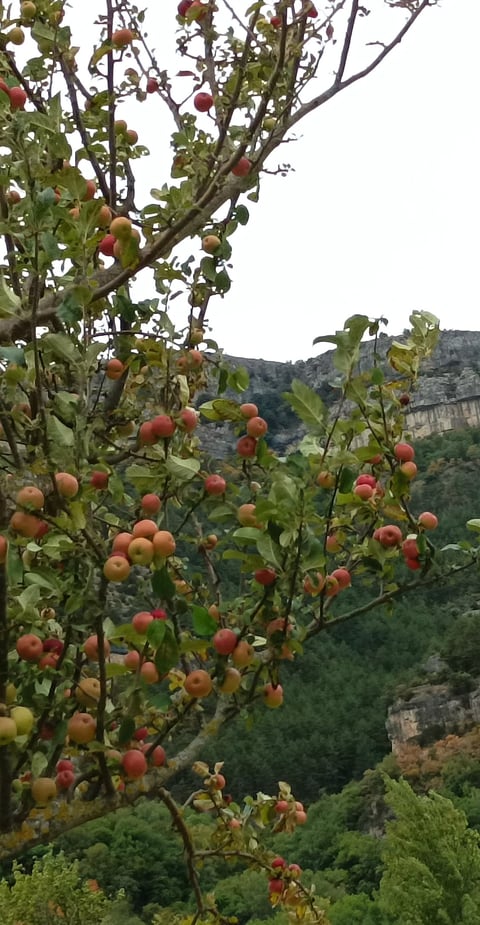 Red apples galore