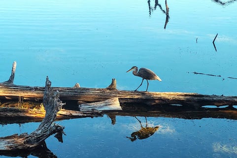 Oregon Coast -Coos Bay Empire Lakes has miles of nature trails & wildlife like a heron