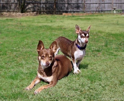 Chihuahua Rescue Dogs tan and white in backyard