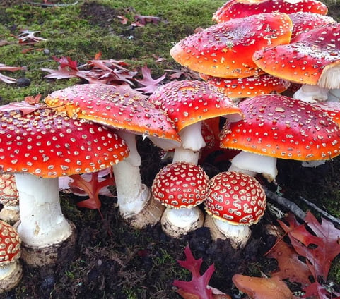 a group of mushrooms and mushrooms in a field