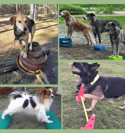 BODENARBEIT mit Hund: Borkheide und Umgebung, Potsdam, Berlin, Werder, Michendorf, Brandenburg
