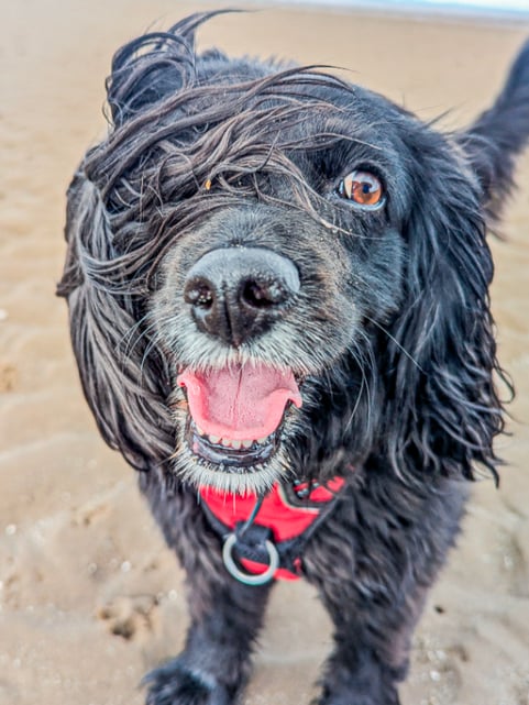 Scout, looking happy and wind swept on the beach during a dog walk in Edinburgh