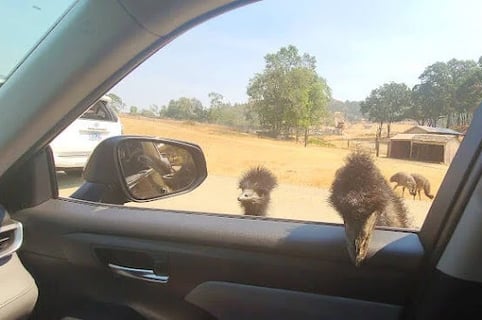 Wildlife Safari - Emu's poking their head & beak inside the car looking for food