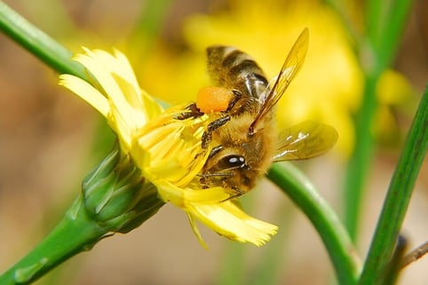 Common Cat's-Ear Pollen Honeybee