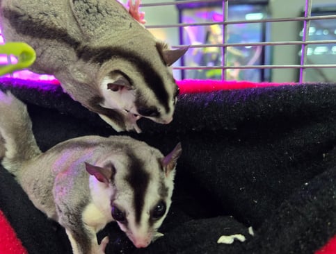 whitefaced sugar gliders climbing on pouch