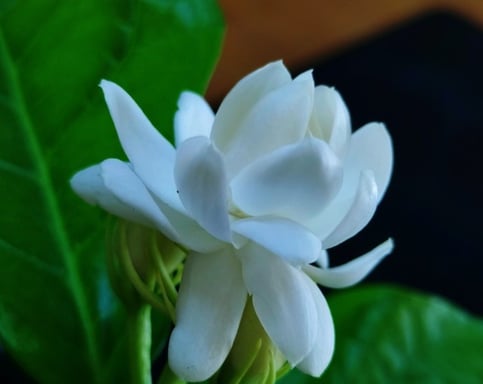 Flower of  Arabian Jasmine