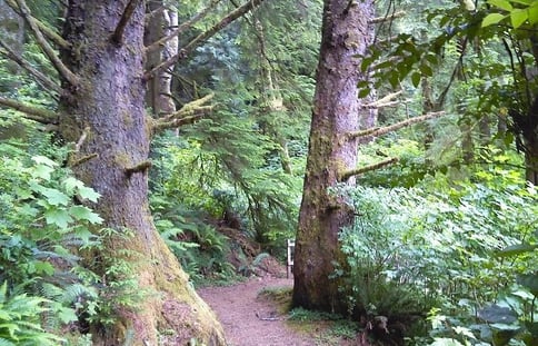 Oregon Coast - Hiking trail at Tugman State Park in Lakeside