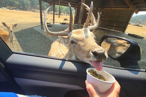 Winston Wildlife Safari - large deer eating from food cups in the car