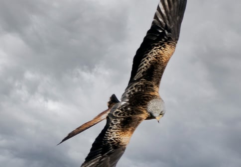 Red Kite Dumfries and Galloway Kite Trail