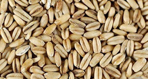 PHÂN BIỆT CÁC LOẠI YẾN MẠCH, yến mạch nguyên hạt