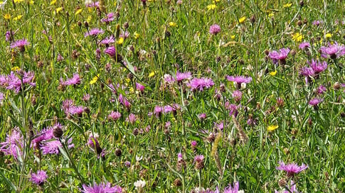 sunny meadow with knapweed, buttercups and clover in tall grasses