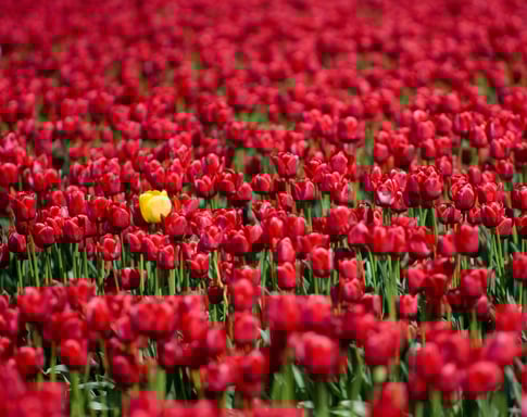 a field of red tulips with one yellow flower in the bunch