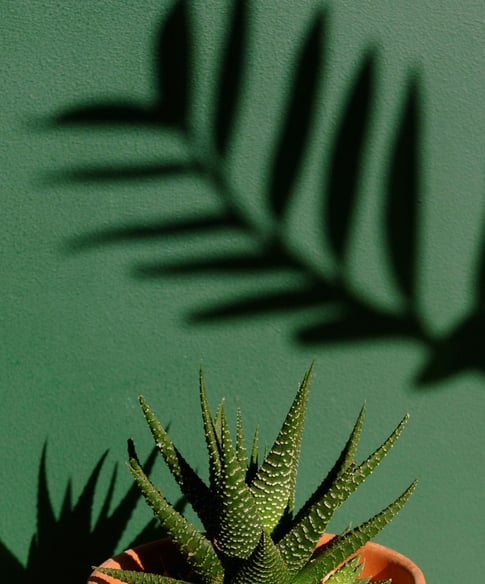 Haworthia plant in bright lighting