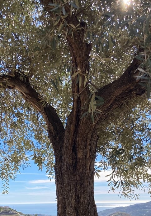 Olive tree with sunlight filtering through leaves, coastal landscape in background.