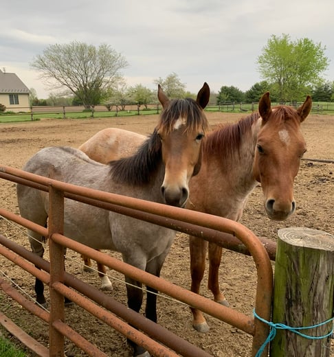 Two brown horses in a pasture, looking toward camera