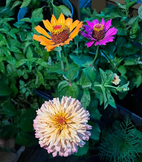 A photo of three zinnias at sunset. They are orange, purple, and a double bloom of light pink
