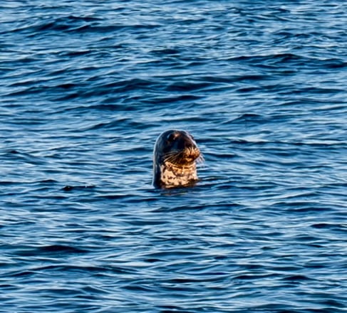 a harbor seal in the atlantic ocean in montauk point