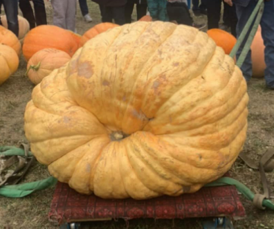 a large pumpkin - shaped pumpkin - shaped pumpkin - shaped pumpkin - shaped pumpkin -