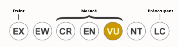 statut-menace-requin-renard-commun