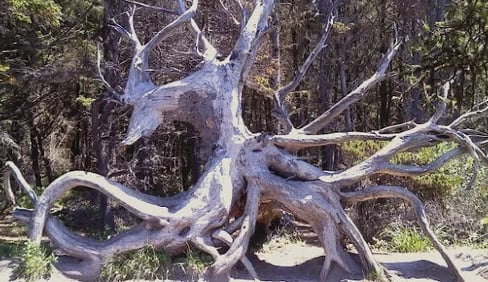 Oregon Coast - Close to the moon-craters at Shore Acres Park is huge tree roots