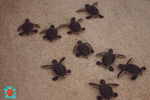 a group of baby turtles
