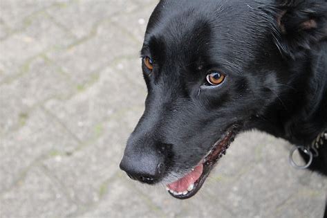a dog is looking at the camera and smiling