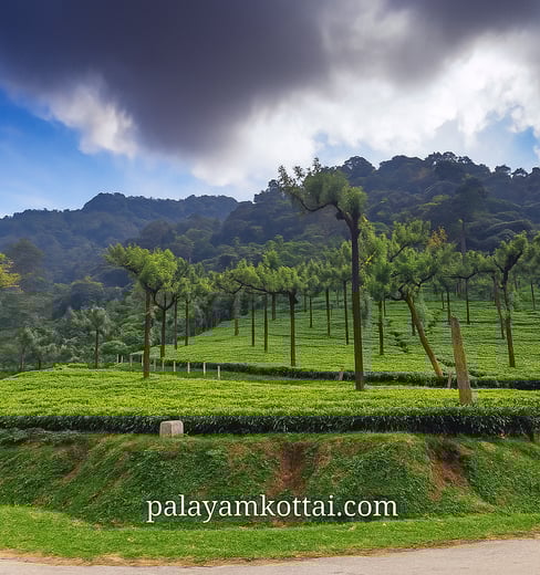 pallayamkottai.com manjolai