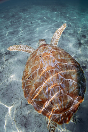 Turtle Nesting Area