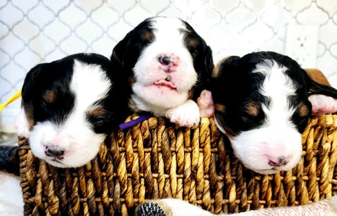 Bernedoodle Puppies