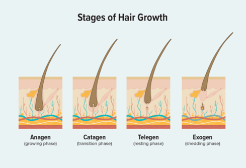 Stage of Hair growth 