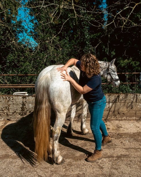 Gemma giving a grey horse a massage on its hind end on a sunny day. The horse is looking relaxed.