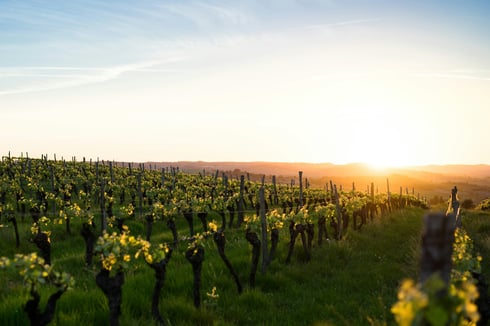 vigne et coucher de soleil