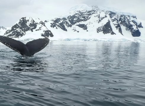 Anchorage, AK - A migrating gray whale off the coast of southern Alaska