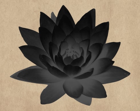 Un lotus noir sur un fond de papier parchemin