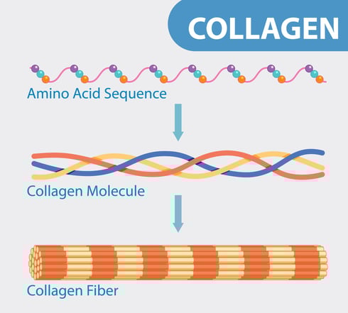 how collagen fibers are made