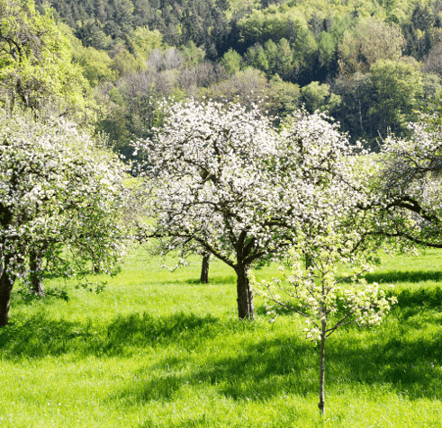 Fruit tree