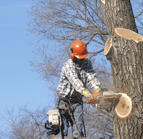 Tree Removal