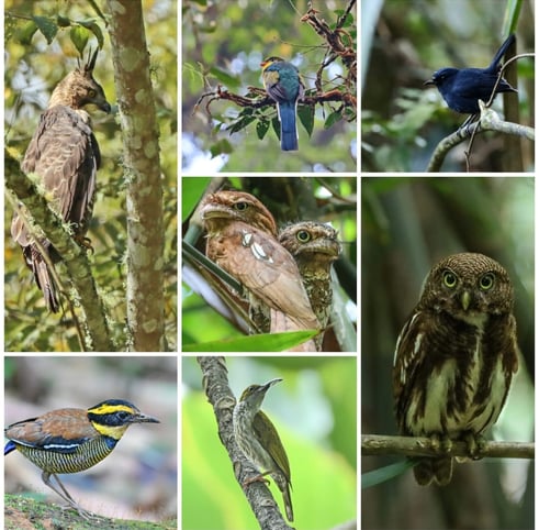 WEST JAVA BIRDING TOUR