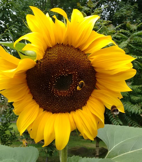 Picture of a Sunflower