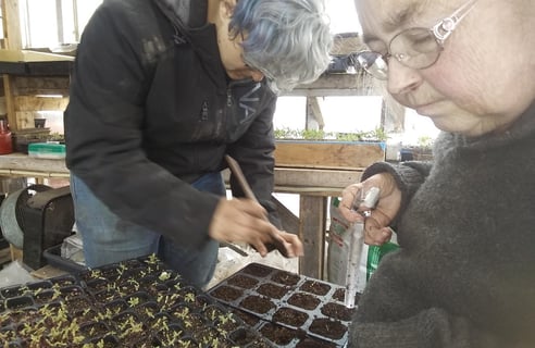 Farmer Ann and another person work on seedlings in the greenhouse