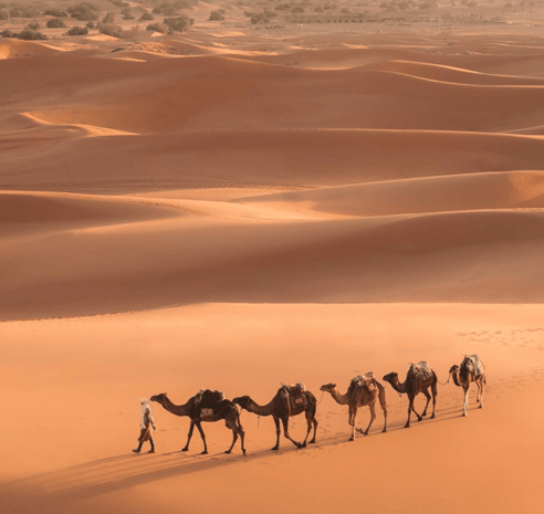 maroc planification dromadaire